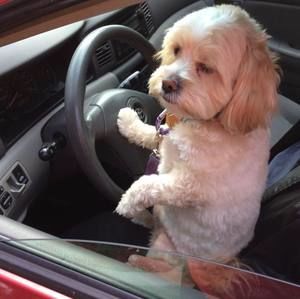 Meet your Posher, Patti